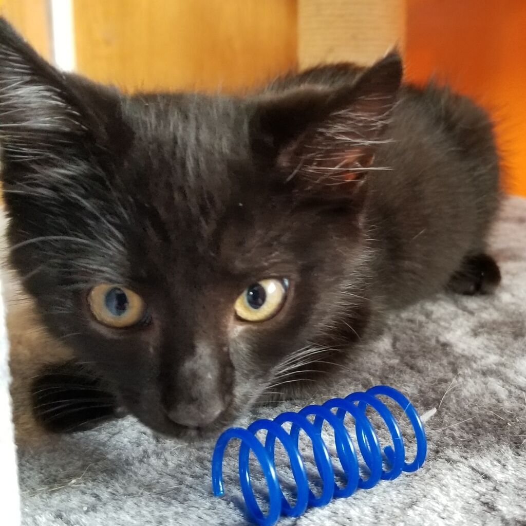 Operation Paws for Homes - Lexus.jpg